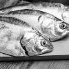 Hilsa Fish production Hilsa Fish production