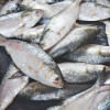 hilsa ban in bangladesh hilsa ban in bangladesh