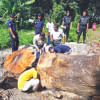 Illegal tree cutting Illegal tree cutting