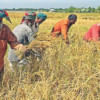 Purchasing of paddy from farmers Purchasing of paddy from farmers