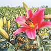 Blooming Liliums Blooming Liliums