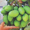 toxic chemicals in mangoes toxic chemicals in mangoes