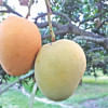 mango mango