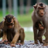 New AIDS drug shields monkeys: Study