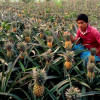 farmer shows pineapple farmer shows pineapple