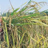Paddy in Bangladesh Paddy in Bangladesh