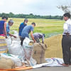 paddy price in Bangladesh paddy price in Bangladesh