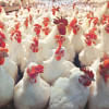 antibiotics in poultry feed antibiotics in poultry feed
