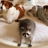 Orphaned Raccoon lives like a family member