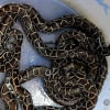 pythons hatched in Srimangal zoo pythons hatched in Srimangal zoo