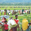 Rohingya influx Rohingya influx