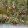 Will Bengal tigers really disappear from the Sundarbans? Will Bengal tigers really disappear from the Sundarbans?