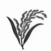 Jatiya Oikyafront Election Symbol Sheaf of Paddy Jatiya Oikyafront Election Symbol Sheaf of Paddy