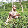 Tea workers Day 2018 Tea workers Day 2018