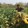 tobacco cultivation tobacco cultivation