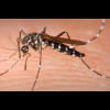 mosquito monsoon mosquito monsoon