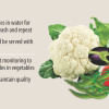 Some veggies not that safe Some veggies not that safe