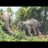 elephant deaths elephant deaths