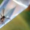 Aedes aegypti mosquito, Zika virus