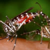 Aedes albopictus mosquitoes Aedes albopictus mosquitoes