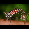 Curbing mosquito menace Curbing mosquito menace