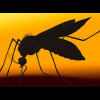 Mosquitoes spread the Zika virus Zika vaccine, US scientists, Zika outbreak, Zika virus, molecular virology, University of Nottingham, University of Westminster, Dr Ed Wright,