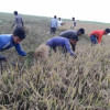 Bangladeshi Farmers hurriedly harvest paddy Bangladeshi Farmers hurriedly harvest paddy