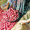 Tariff commission wants zero import duty on onion until Dec 31 Tariff commission wants zero import duty on onion until Dec 31