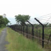 Cattle smuggling at India-Bangladesh border Cattle smuggling at India-Bangladesh border