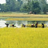 Price of finer paddy goes up Paddy price Bangladesh goes up