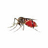 Cox’s Bazar a new dengue hotspot  dengue case in Bangladesh