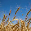 wheat export wheat export
