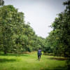 The mango garden in Chapai Nawabganj The mango garden