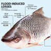 Floods wash away Tk 140cr fish in Sylhet Sylhet flood situation