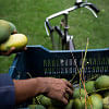 Mango Cultivation in Bangladesh Mango Cultivation in Bangladesh
