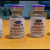 Phase I trial of Bangavax approved Bangavax clinical trial