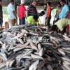 Hilsa Fish Price Hilsa Fish Price