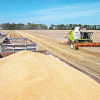 Wheat prices may cool off in local market Wheat prices may cool off in local market