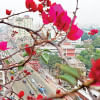 Dhaka’s air quality “good” today: AQI Dhaka air quality