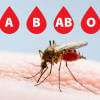 Do mosquitoes prefer one blood type over others? mosquitoes prefer blood type