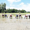 paddy cultivation paddy cultivation