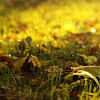 Autumn has arrived! Autumn has arrived!