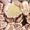 Global Hunger Index 2022: Bangladesh’s status borderline “serious” Global Hunger Index