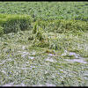 Cyclone Sitrang Blows to Aman: First drought, now cyclone Cyclone Sitrang damage Aman paddy
