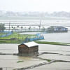 Cyclone Sitrang damages Aman crops Cyclone Sitrang damages Aman crops