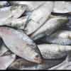 Sitrang creates favorable condition for hilsa breeding Hilsa breeding