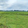 Crop insurance still elusive Cyclone Sitrang