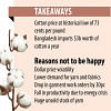 Falling cotton price failing to cheer exporters cotton price