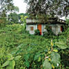 Pabna’s Benarasi Palli being reclaimed by nature! Pabna Benarasi Palli