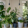 5 tips on caring for your indoor plants this winter  5 tips on caring for your indoor plants this winter